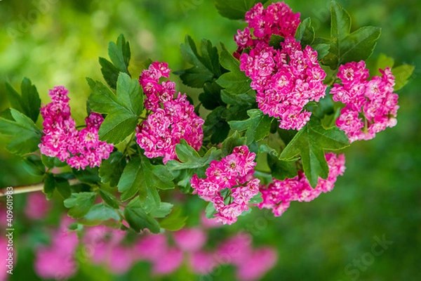 Obraz Amazing spring flowering shrubs in the garden. Branch of a blossoming scarlet hawthorn. Crataegus laevigata 'Rosea Flore Pleno'