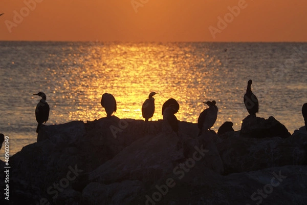 Obraz Silhuettes in the dusk