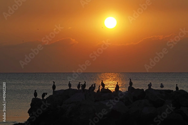 Obraz Cormorant silhuettes, sunset