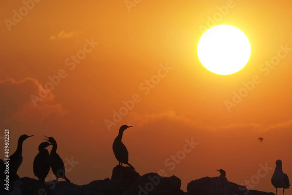 Obraz Cormorants against the sun