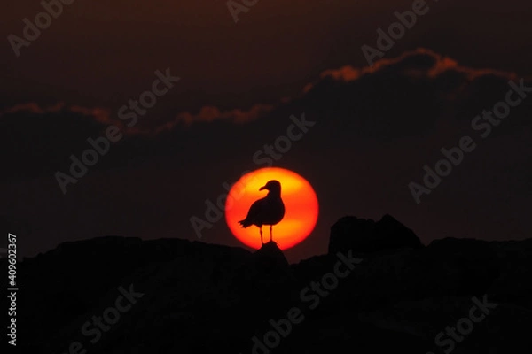 Fototapeta Seagull in front of sun