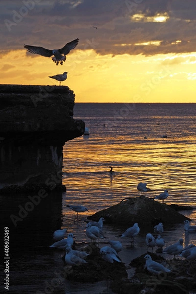 Fototapeta Seagulls at the evening