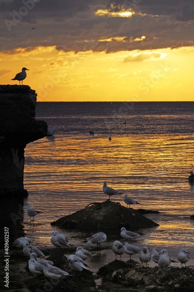 Obraz Seagulls at the evening