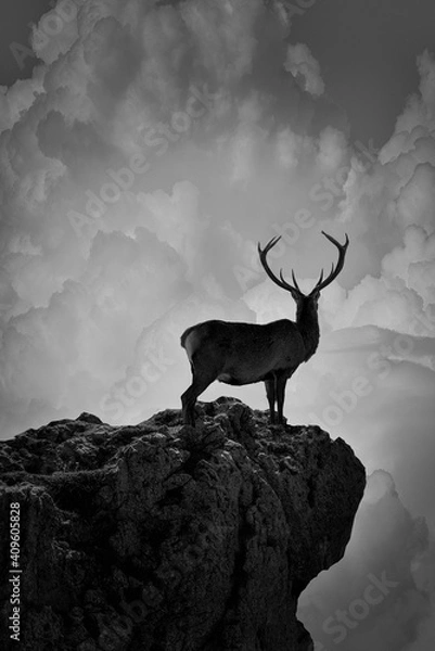 Obraz deer in silhouette posing on a rock while watching the coming storm