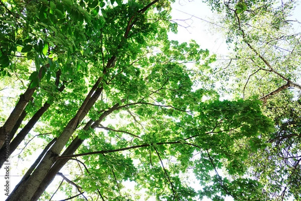 Fototapeta Trees with green leaves in the summer season. Bottom up view