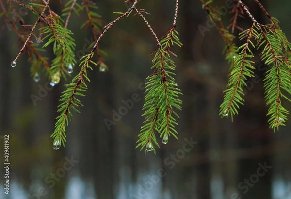 Obraz Spruce branch with raindrops on a foggy day in the forest.