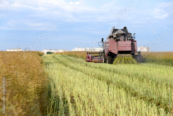 Fototapeta Combine harvester in the rapeseed field, harvesting the summer grain harvest.