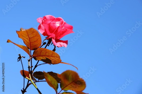 Fototapeta 青空に映えるバラの花