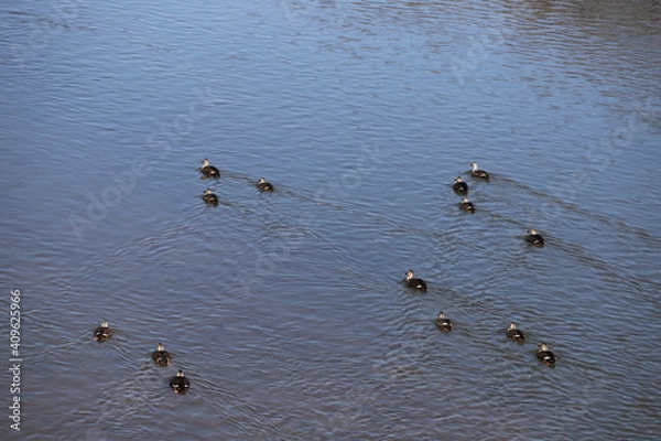 Obraz 冬の川で泳ぐカルガモの群れ
