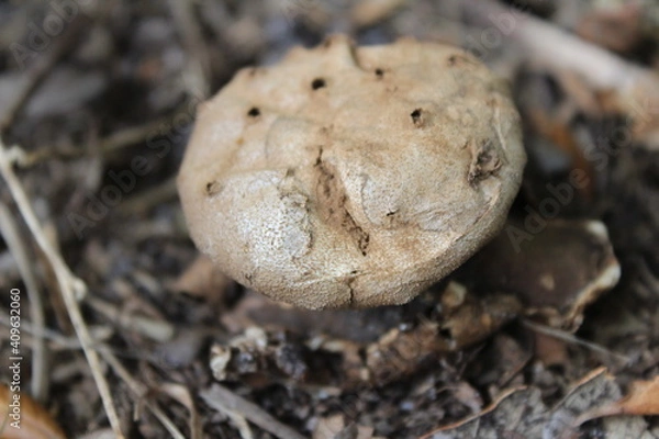 Fototapeta A brown earthstar mushroom (myriostoma coliforme) growing on the ground in soil. This earthstar mushroom was found growing in Florida.