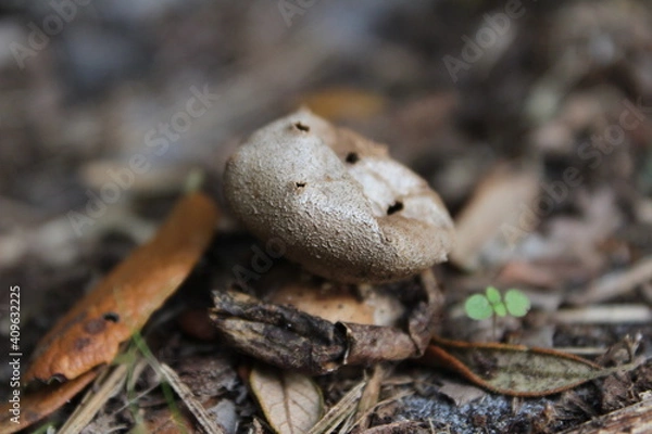 Fototapeta A brown earthstar mushroom (myriostoma coliforme) growing on the ground in soil. This earthstar mushroom was found growing in Florida.