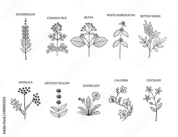 Obraz bitter herbs part 1