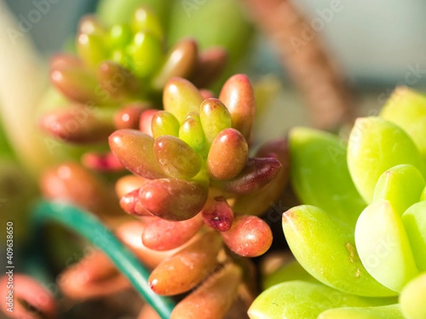 Obraz 多肉植物の寄せ植え