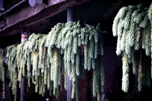 Obraz icicles hanging on a rope