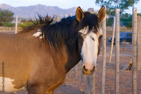 Fototapeta Caballo 