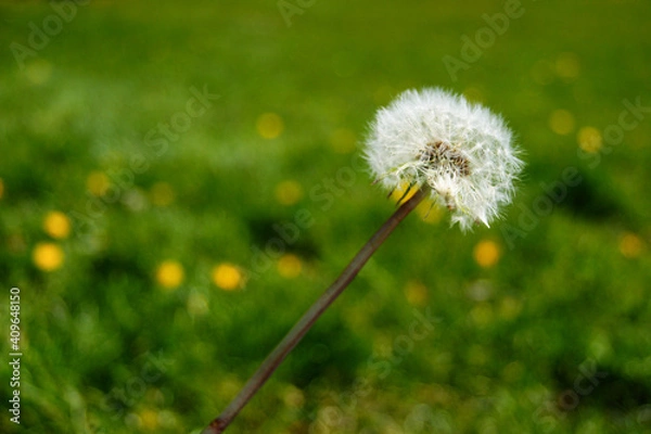 Fototapeta Diente de león