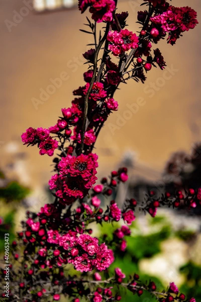 Obraz flowers on a tree