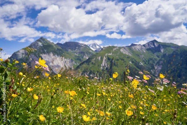 Obraz alpine landscape with flowers blooming in idyllic fields and mountain