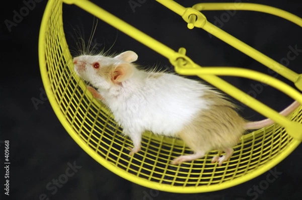 Obraz mouse on wheel