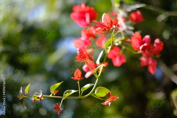 Fototapeta red flowers