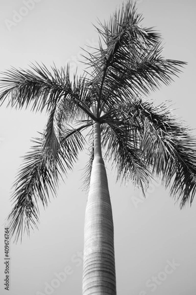 Obraz palm tree silhouette