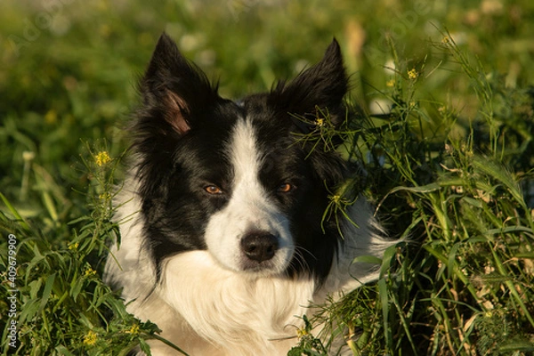 Obraz Perro Border Collie