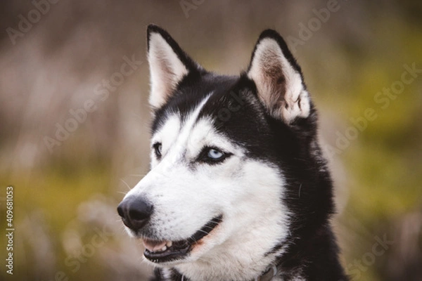 Obraz Perro Husky