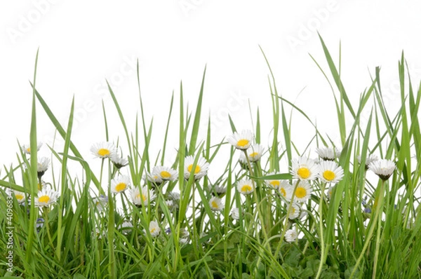 Fototapeta stokrotka