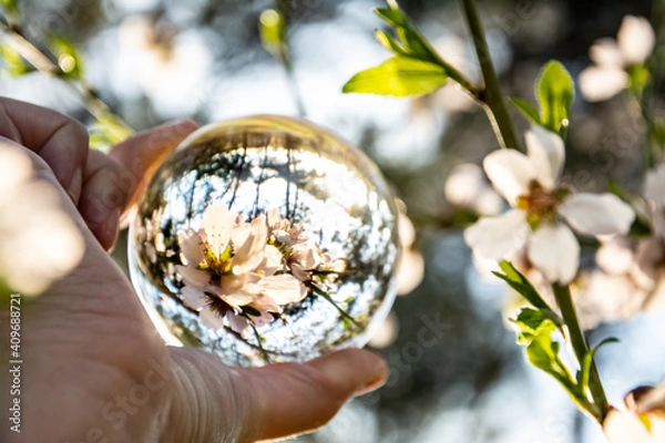 Obraz boblle in the chery tree