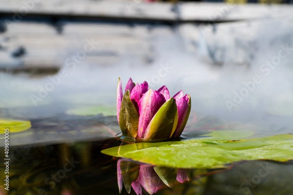 Obraz pink lotus flower