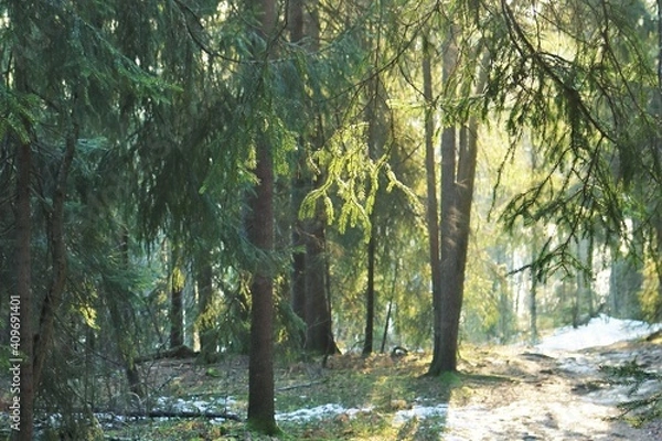 Obraz Pine trees enjoying golden hour in Norway