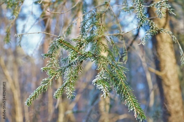 Obraz Pine tree in winter