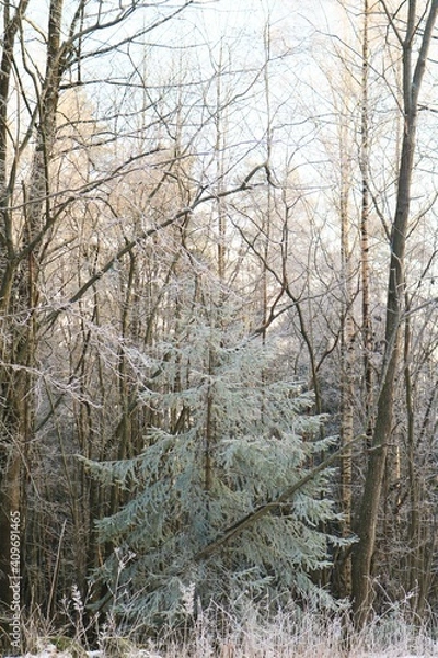 Obraz Frozen pine tree