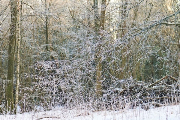 Obraz Frozen sticks in a Norwegian wood