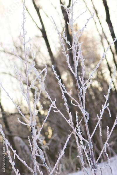 Obraz Frozen sticks in a Norwegian wood