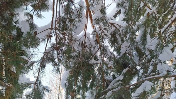 Obraz pine tree branches