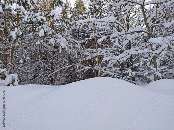 Obraz snow covered tree