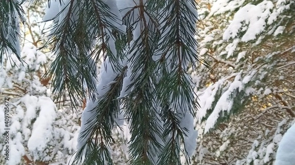 Obraz snow covered pine tree