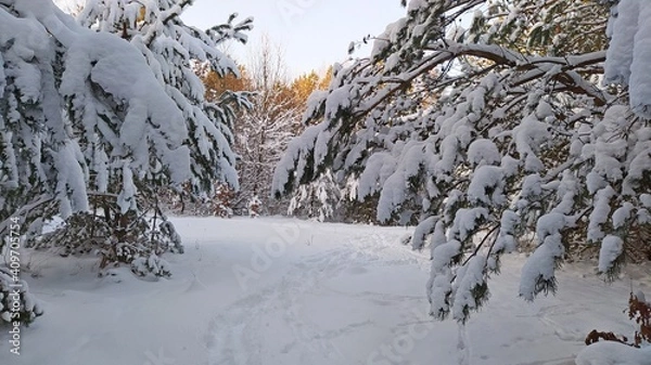 Obraz snow covered trees