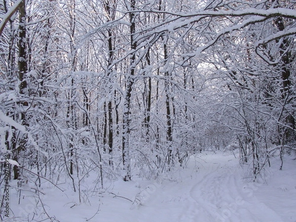 Obraz snow covered trees