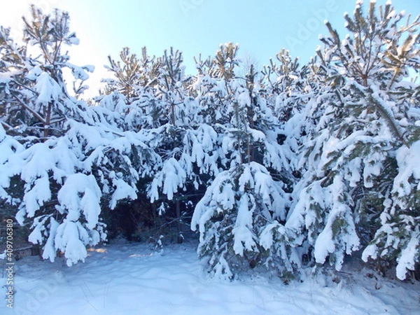 Obraz snow covered trees
