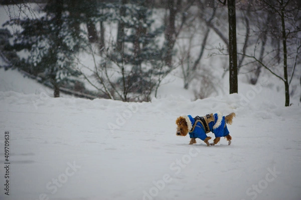 Fototapeta The dog is dressed in a winter overalls. red-haired dog in a blue jacket walks on the street in winter, a snow-covered park. walking a domestic animal. winter grove in the snow. little shaggy dog