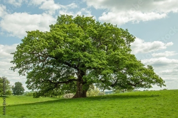 Fototapeta Oak tree in the summertime.