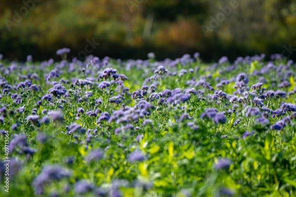 Fototapeta Blumenwiese