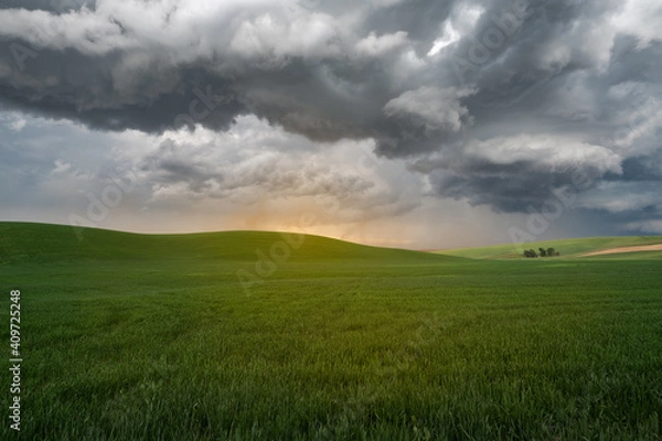Fototapeta A storm kicking up dust in the palouse area during spring