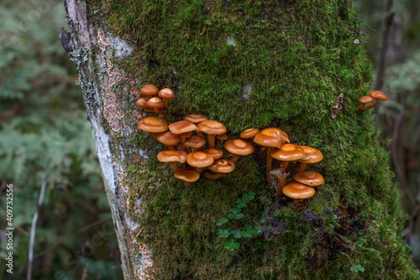 Fototapeta group of tiny brown mushrooms growing out of the tree bark covered with green soft thick moss. network, colony of small shining fungus on live trunk in a forest. ecological balance of living organisms