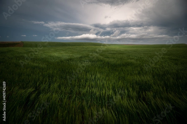 Fototapeta The beauty of the palouse area in the spring after a storm