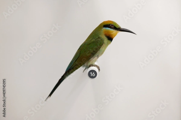 Obraz Animal for composition