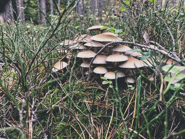 Obraz mushrooms in a forest 6