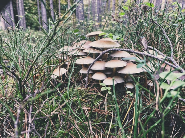 Obraz mushrooms in a forest 5